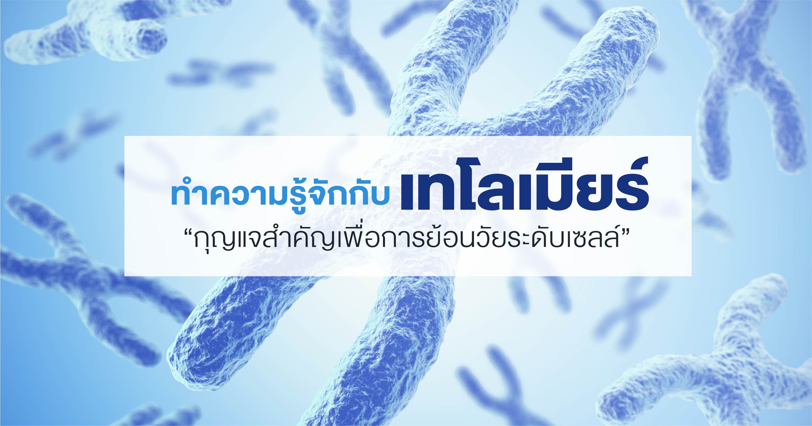 ทำความรู้จักกับ เทโลเมียร์ กุญแจสำคัญเพื่อการย้อนวัยระดับเซลล์